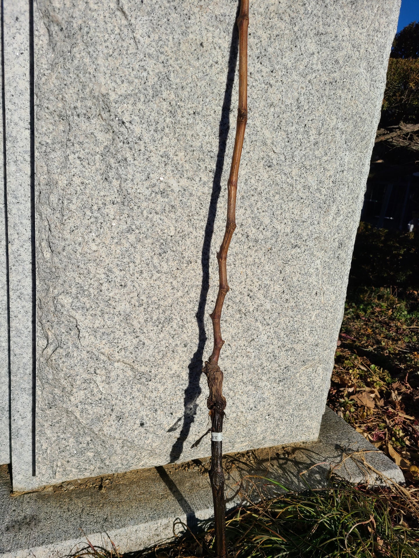 【苗木】恋人 2本~29本セット【予約商品】【11月便】