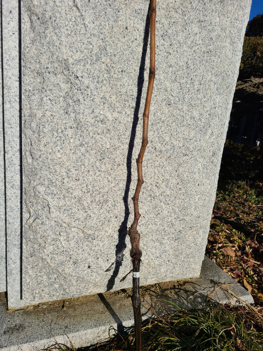 【苗木】クイーンマスカット 2本~29本セット【予約商品】【11月便】