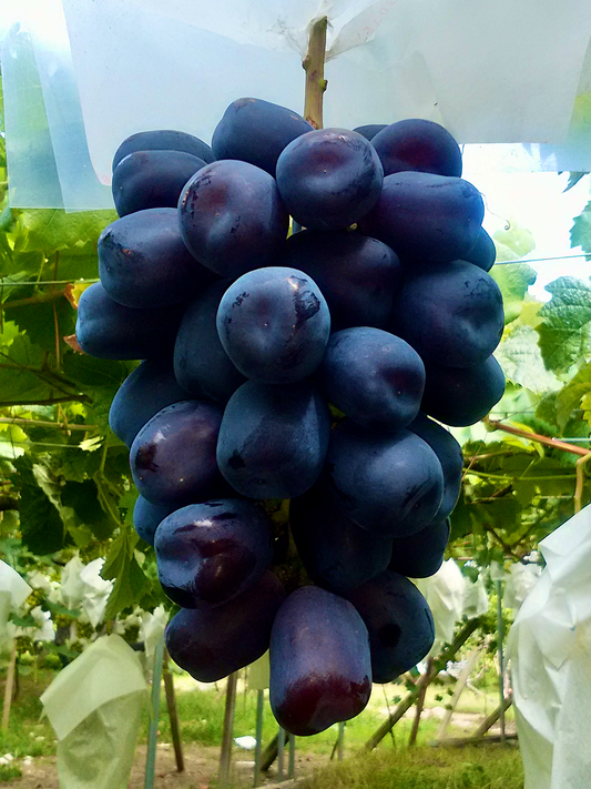 【苗木】富士の輝® 限定2本セット品【予約商品】【11月便】