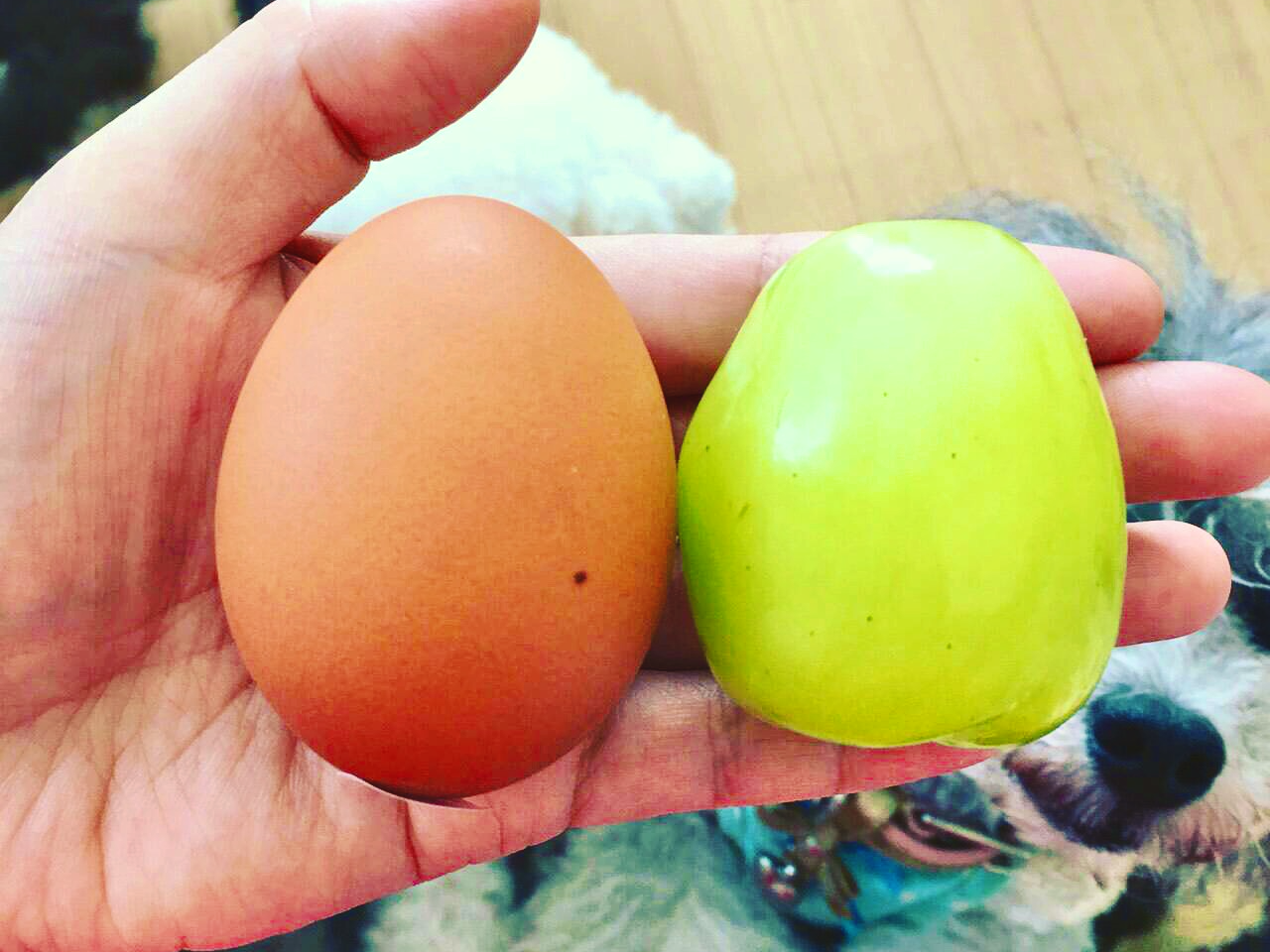 雄宝 苗木2本セット