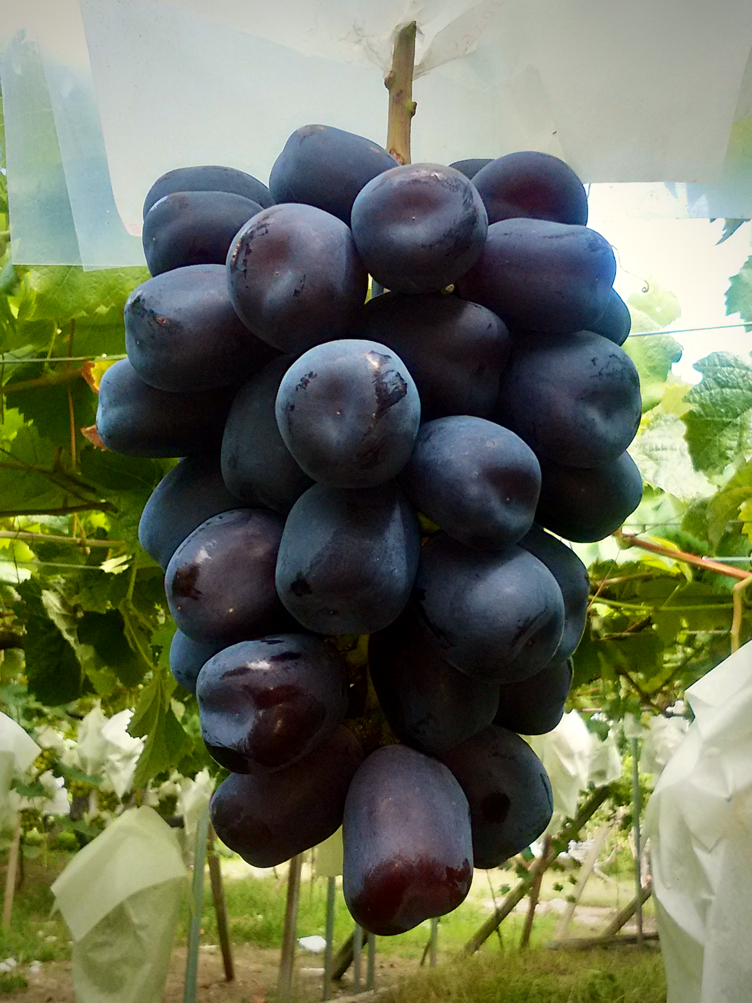 ブドウ　シャインマスカット　ぶどう　葡萄