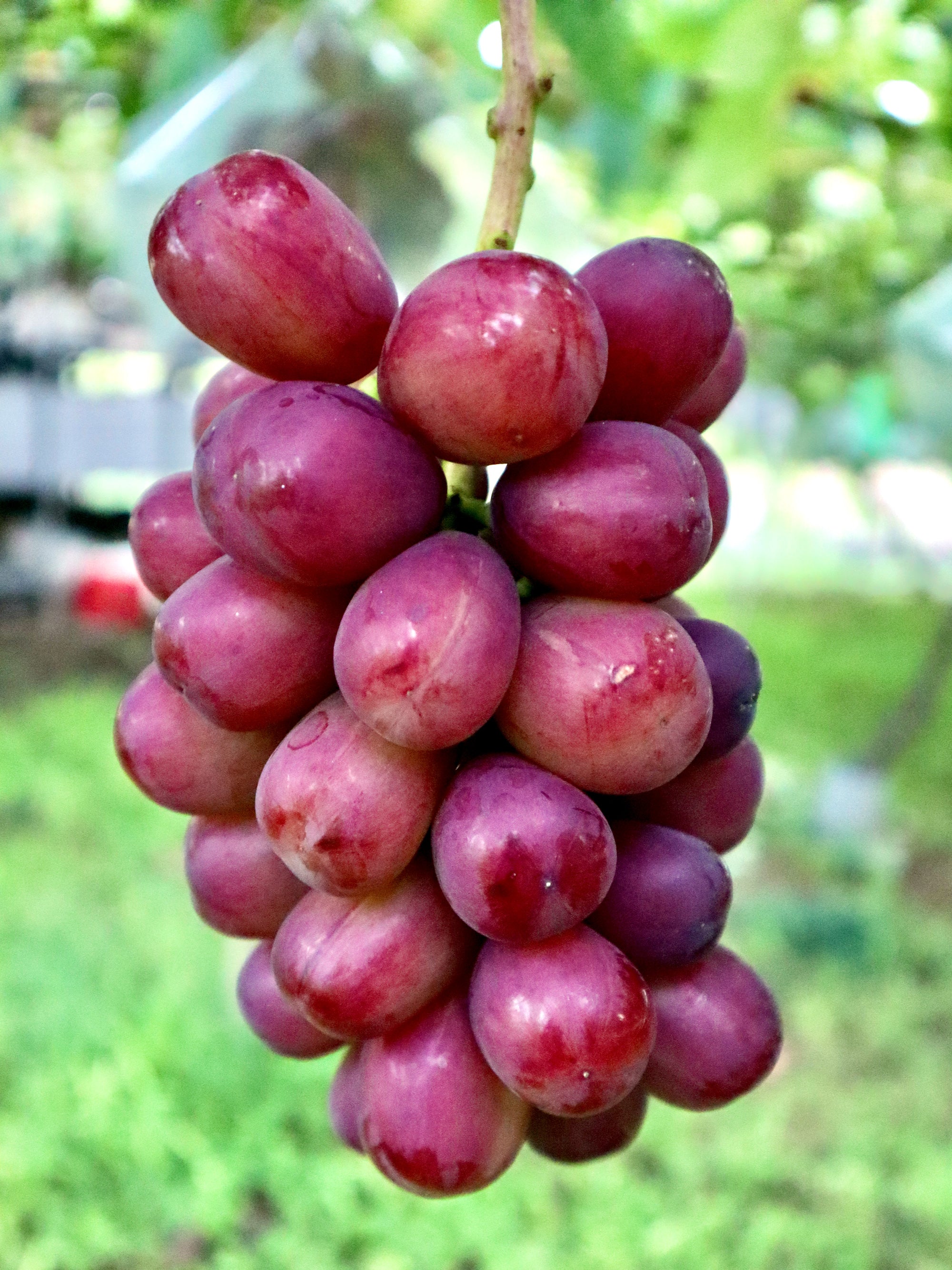 マイハート 苗 接木 苗 ぶどう苗 - 植物/観葉植物