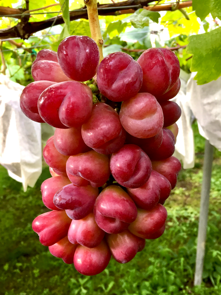 生食用ぶどう – 志村葡萄研究所〜Shimura Grape Research Institute〜
