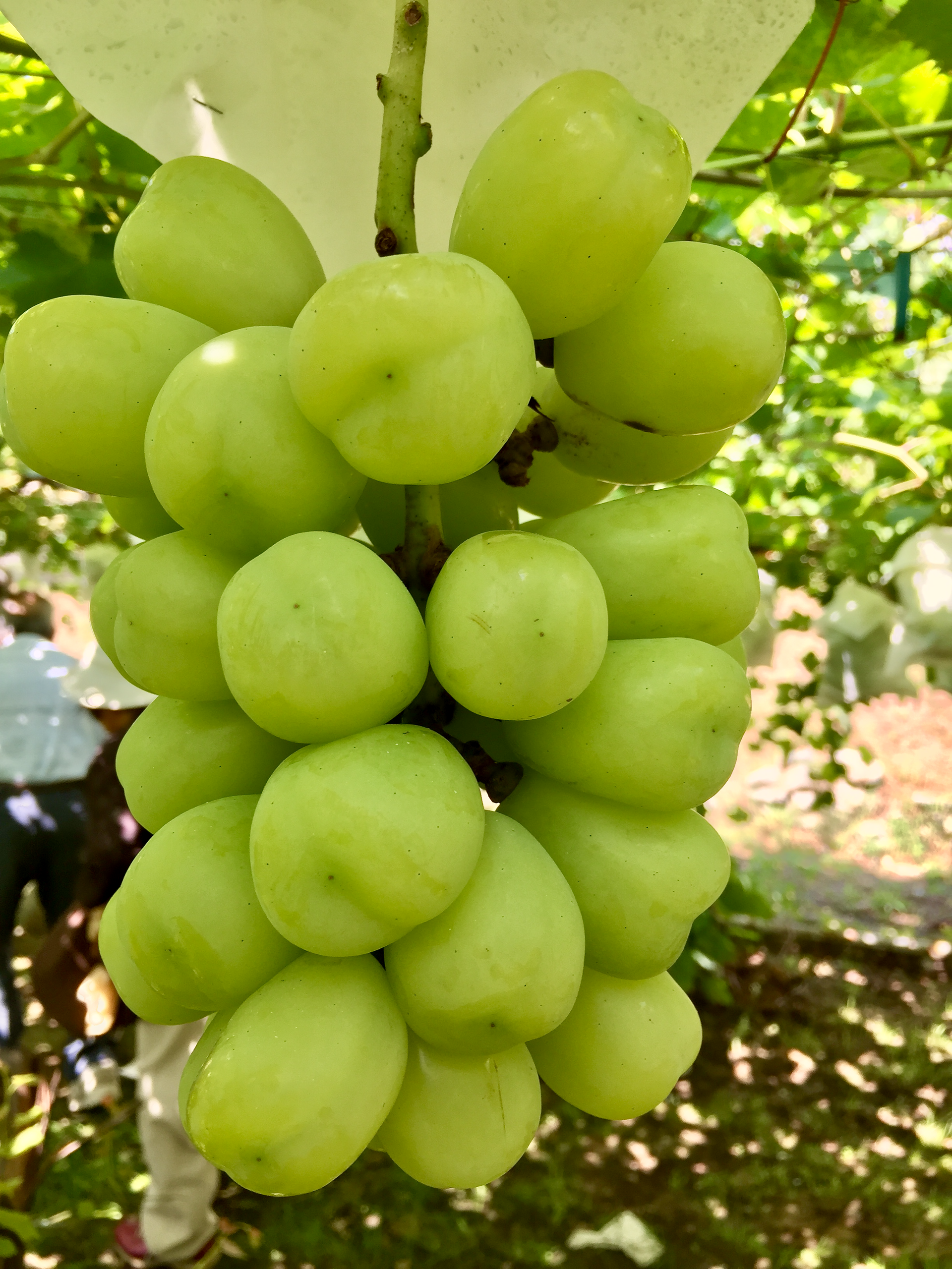 北の山葡萄 苗木 5本 北の山葡萄 苗木 5本