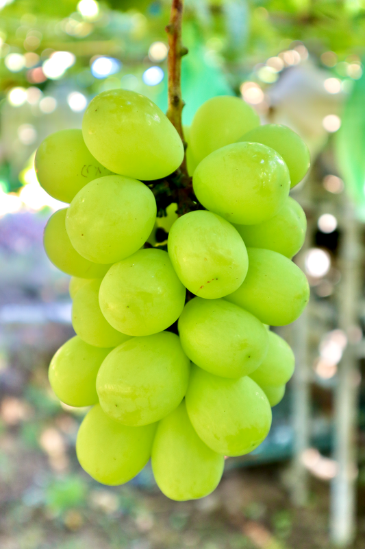 長野パープル苗木 緑色のブドウの苗木 山葡萄セット 長野パープル苗木 長野パープル苗木 緑色のブドウの苗木 山葡萄セット 長野パープル苗木