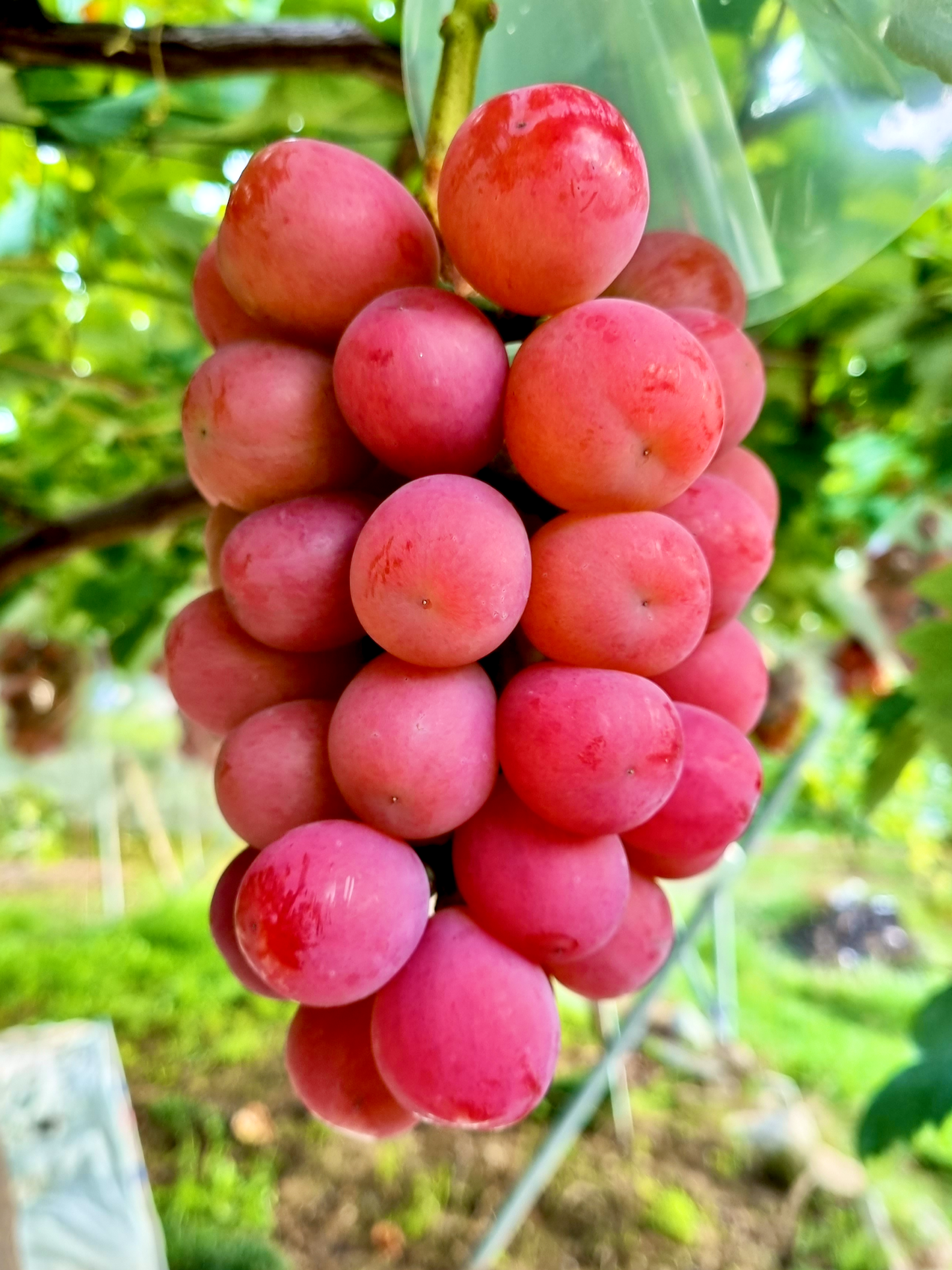 トビシマカンゾウ 苗 5株 山葡萄苗木セット トビシマカンゾウ 苗 5株 トビシマカンゾウ 苗 5株 山葡萄苗木セット トビシマカンゾウ 苗 5株