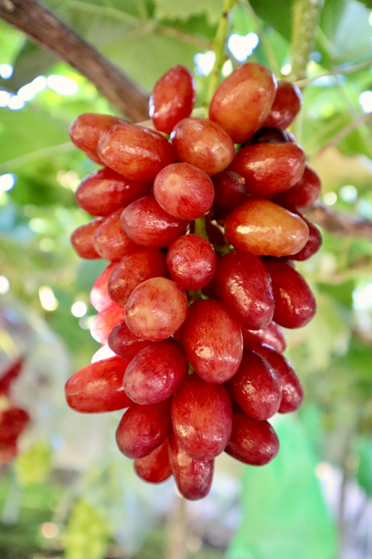 苗木 – 志村葡萄研究所〜Shimura Grape Research Institute〜 苗木 – 志村葡萄研究所〜Shimura Grape Research Institute〜