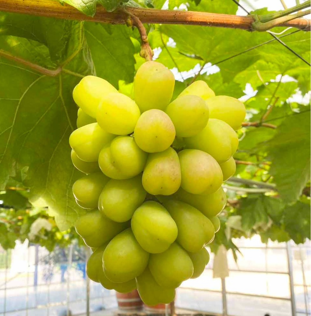 葡萄 縁起物 高級調度品 コレクション – 志村葡萄研究所〜Shimura Grape Research Institute〜
