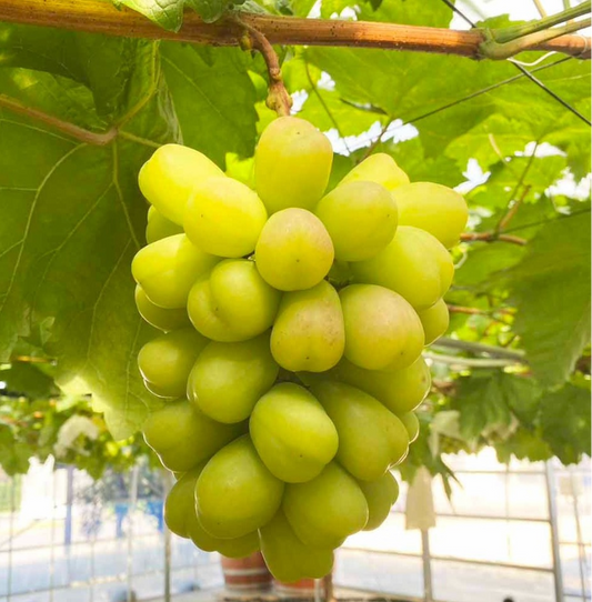 人気のぶどう – 志村葡萄研究所〜Shimura Grape Research Institute〜