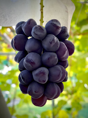 苗木】富士の輝® 5本〜24本セット【予約商品】【11月便