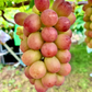 【生食用】【露地】『コトピー』【送料込み※沖縄県を除く】【9月上旬頃～順次発送】
