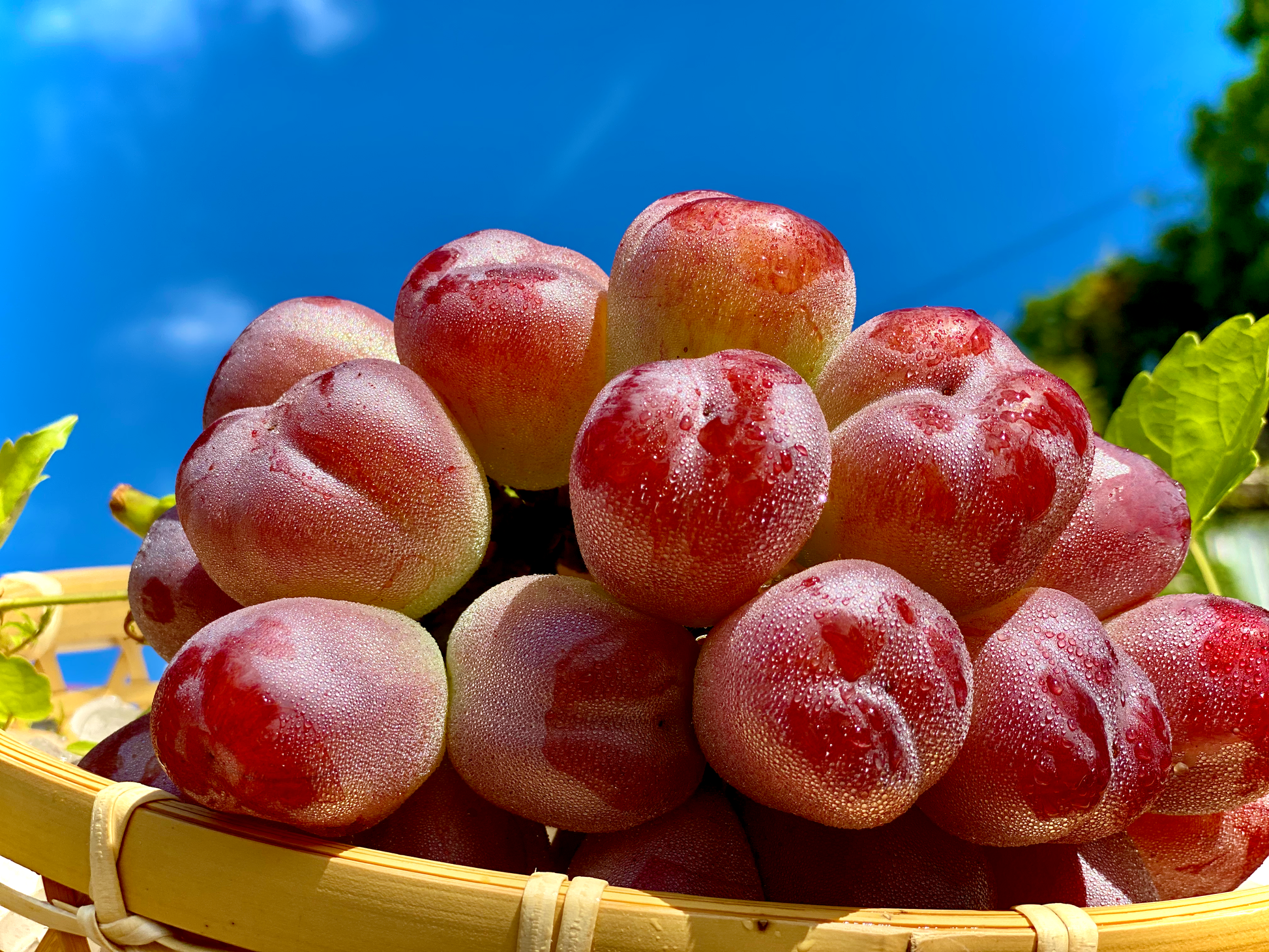 赤ぶどうの王様『バイオレットキング』