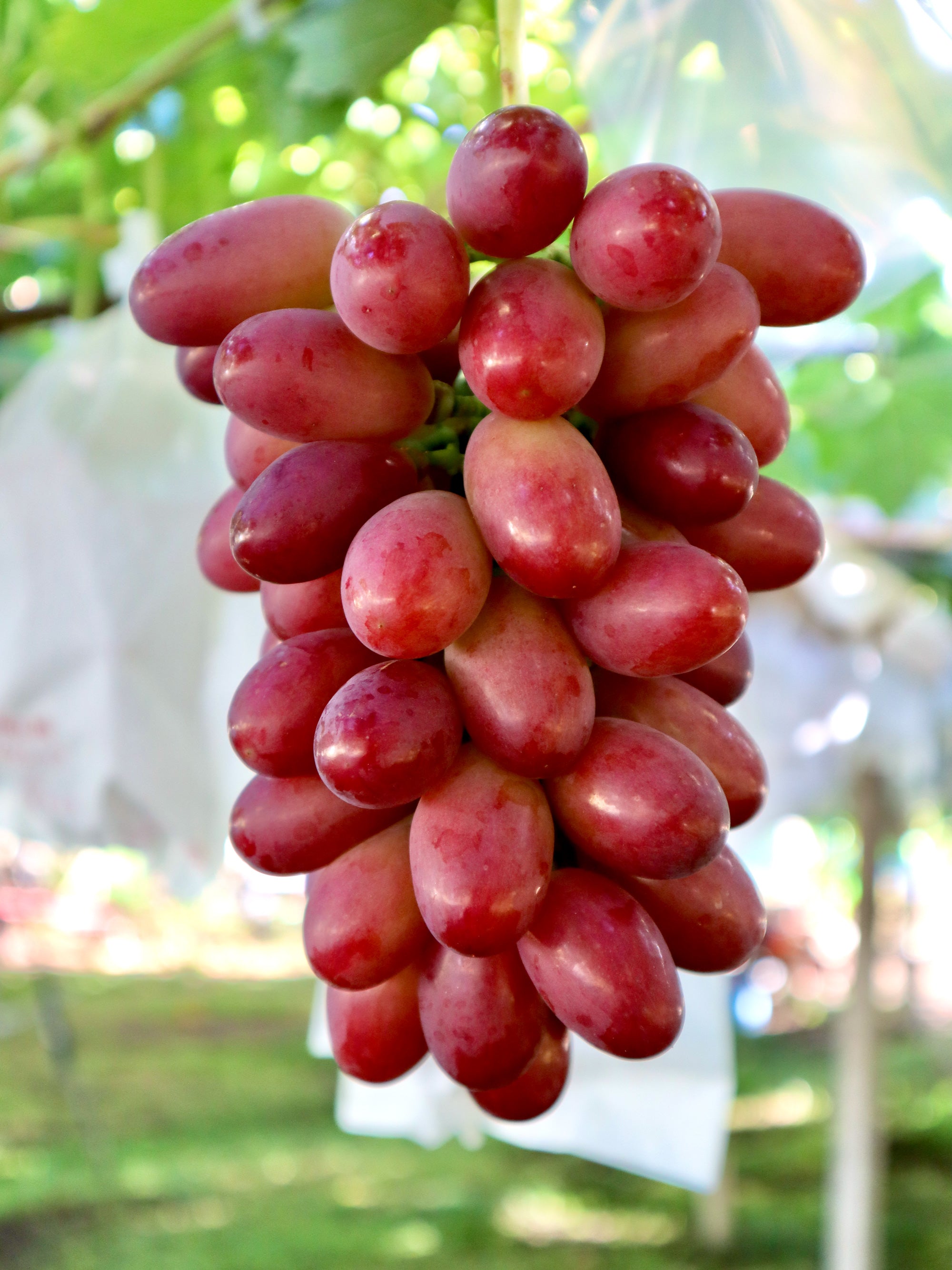 商品 – 志村葡萄研究所〜Shimura Grape Research Institute〜