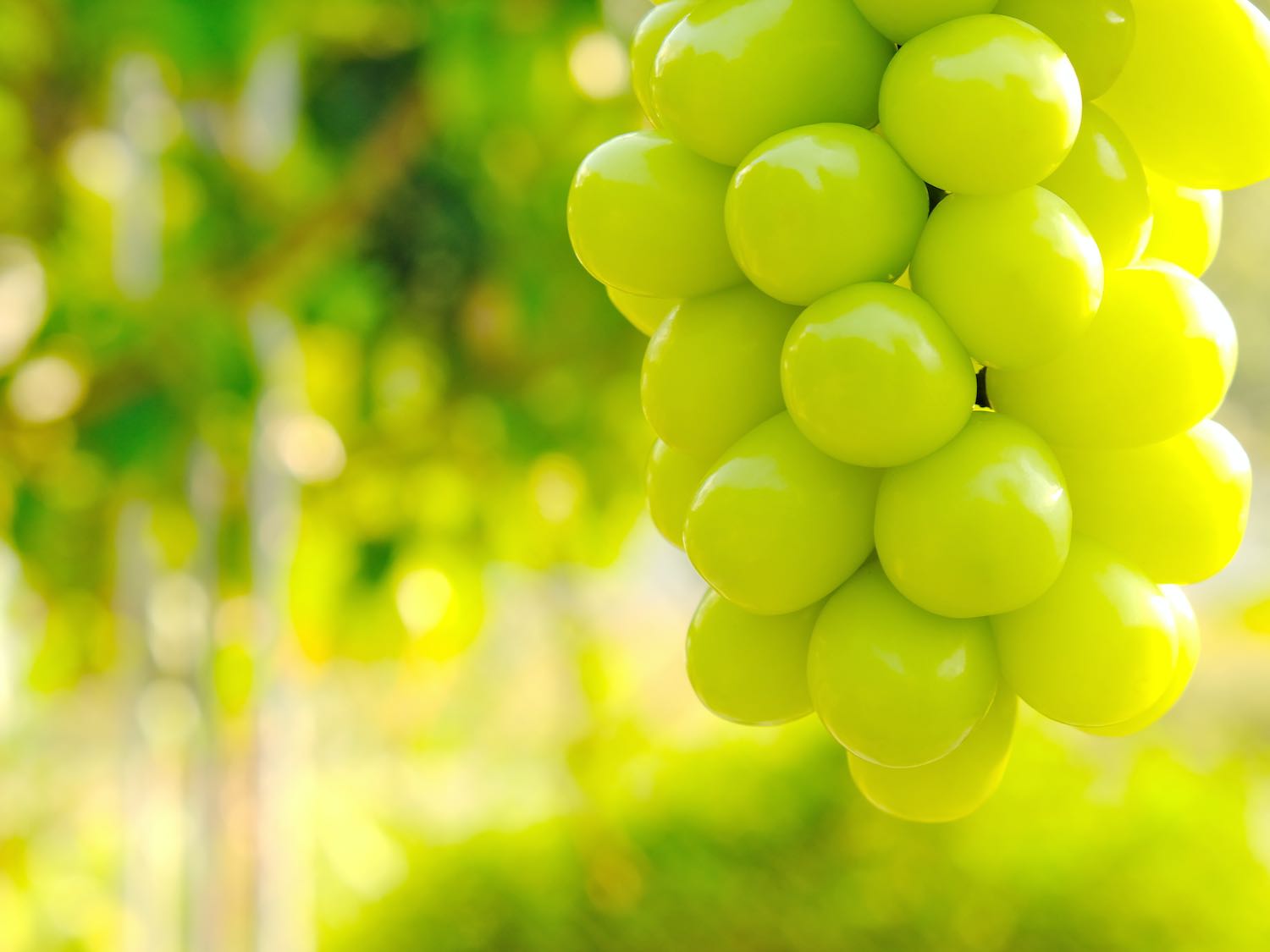 苗木】シャインマスカット 2本〜10本セット【予約商品】【11月便】 – 志村葡萄研究所〜Shimura Grape Research Institute〜