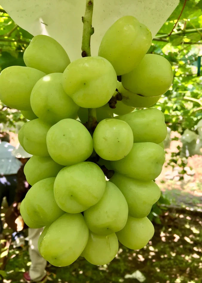 ぶどう☆下記のリスト 私たちが交配した品種 – 志村葡萄研究所〜 ぶどう☆下記のリスト 私たちが交配した品種 – 志村葡萄研究所〜