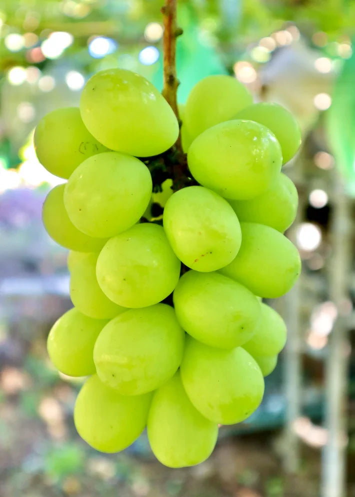 私たちが交配した品種 – 志村葡萄研究所〜Shimura Grape