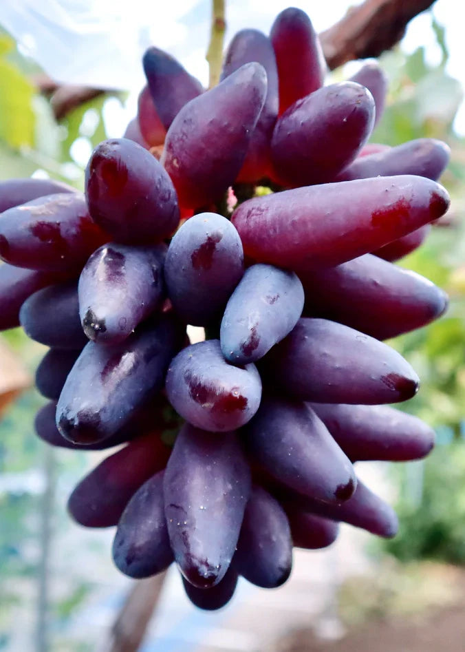 私たちが交配した品種 – 志村葡萄研究所〜Shimura Grape Research 私たちが交配した品種 – 志村葡萄研究所〜Shimura Grape Research