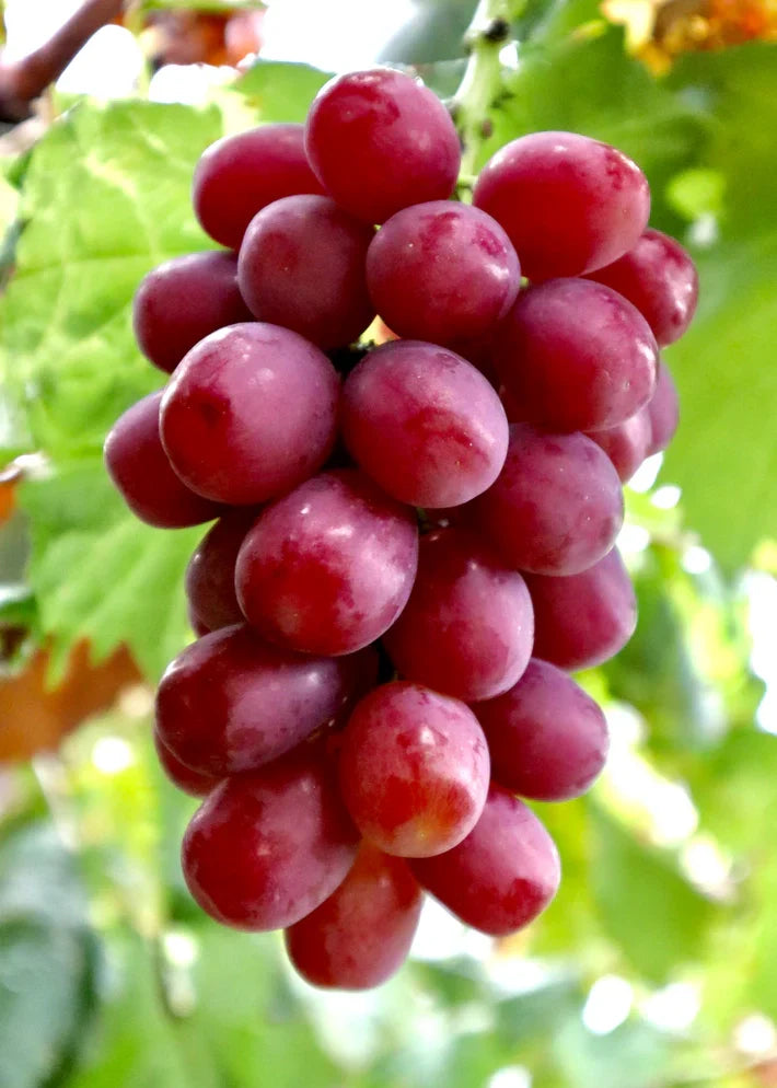 私たちが交配した品種 – 志村葡萄研究所〜Shimura Grape Research 私たちが交配した品種 – 志村葡萄研究所〜Shimura Grape Research