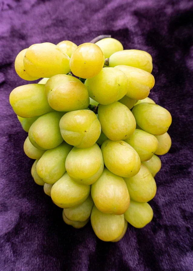 私たちが交配した品種 – 志村葡萄研究所〜Shimura Grape Research 私たちが交配した品種 – 志村葡萄研究所〜Shimura Grape Research
