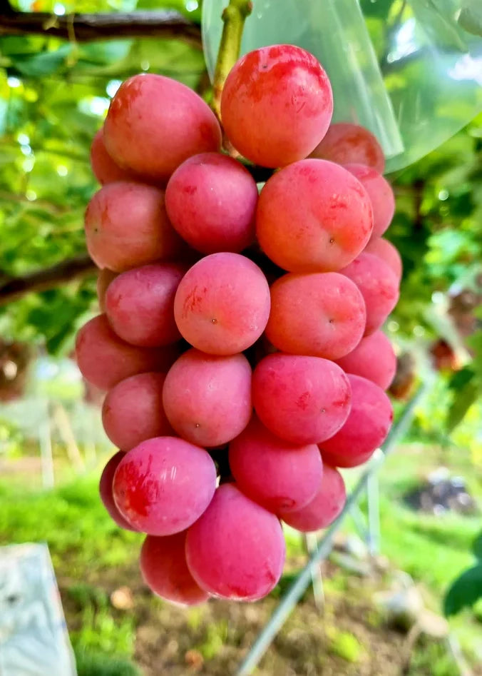 ぶどう☆下記のリスト 私たちが交配した品種 – 志村葡萄研究所 ぶどう☆下記のリスト 私たちが交配した品種 – 志村葡萄研究所