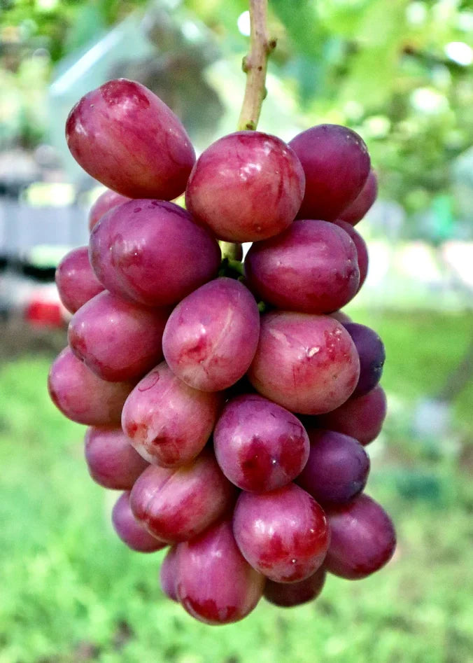 私たちが交配した品種 – 志村葡萄研究所〜Shimura Grape Research 私たちが交配した品種 – 志村葡萄研究所〜Shimura Grape Research